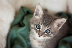 Toby as a kitten with big blue eyes